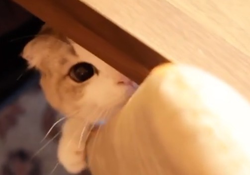 テーブルの下から“かまってアピール”をする猫のモアちゃんがあざと可愛い！