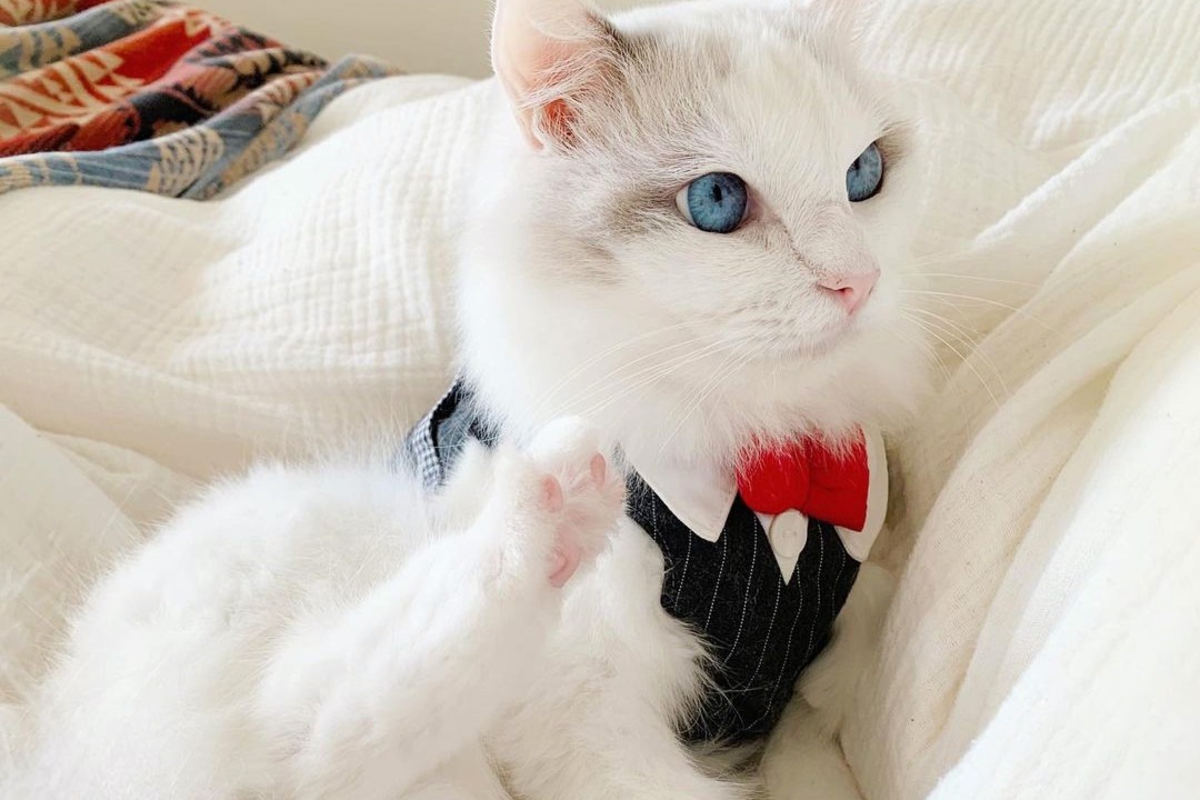一目ぼれ注意?!猫のバロンくんのスーツ風ハーネス姿が紳士的でめちゃステキ！