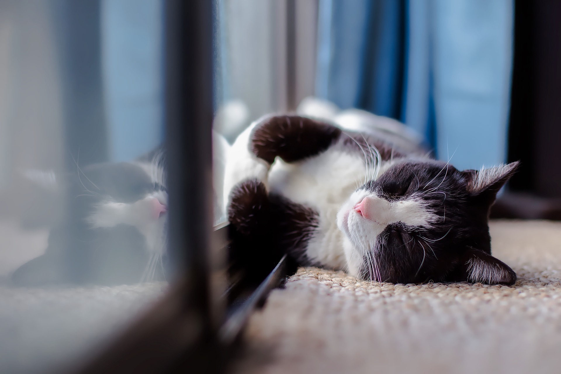 窓に体を付けて寝る猫