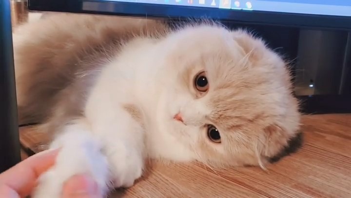 テレワークにはニャンコが最適？PCのすき間からお顔をのぞかせ仕事を見守る猫ちゃん