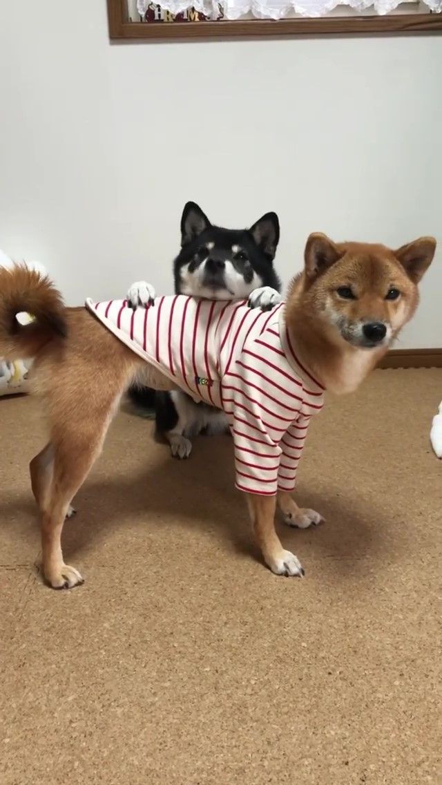 柴犬