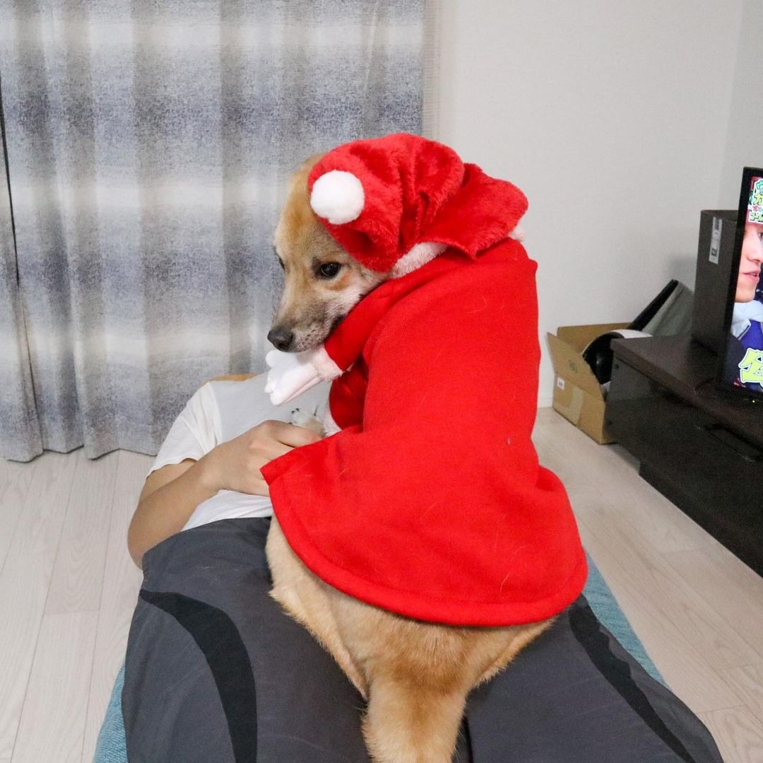 サンタの服を着た犬