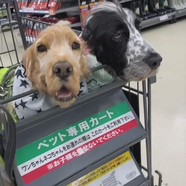 犬　買い物