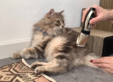 バリカンで毛を刈ってもらっている猫