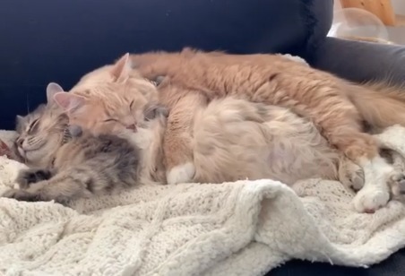 【尊い】ぎゅう～！サラちゃんを抱きしめながら眠る猫のミロくんが反則級の可愛さ
