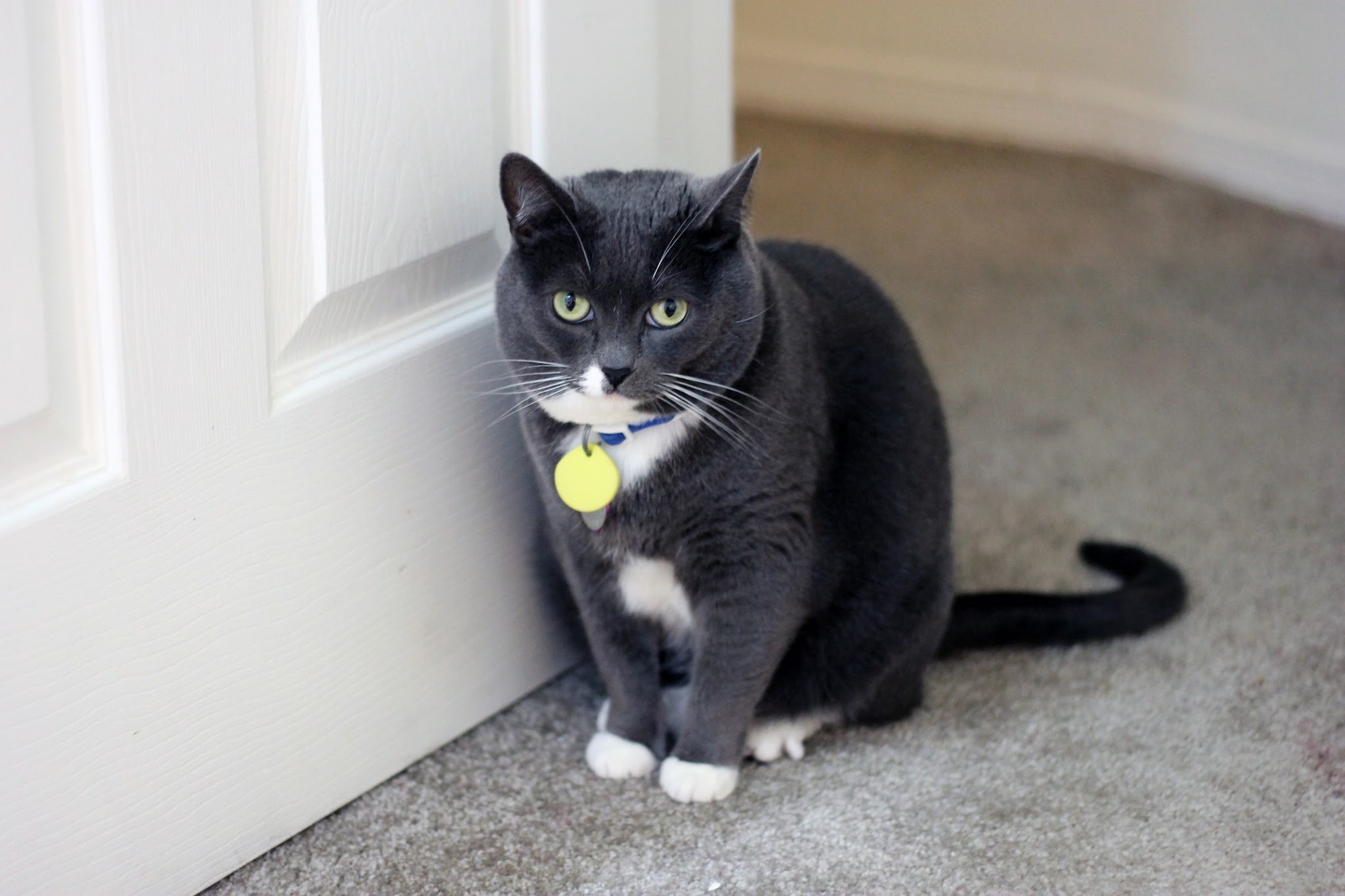 ドアの前で待っている猫