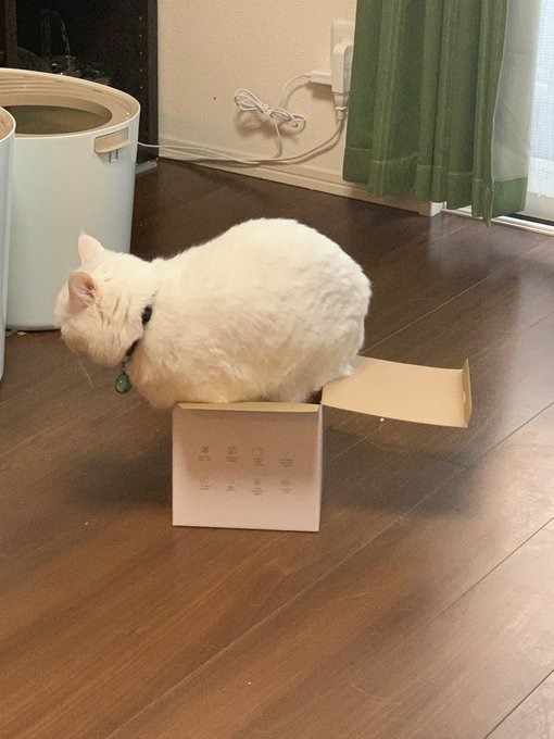 箱に入る白猫