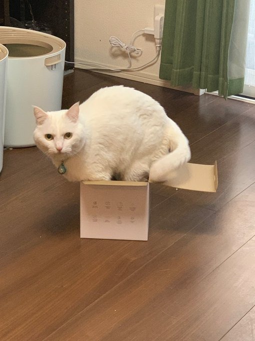 箱に入る白猫