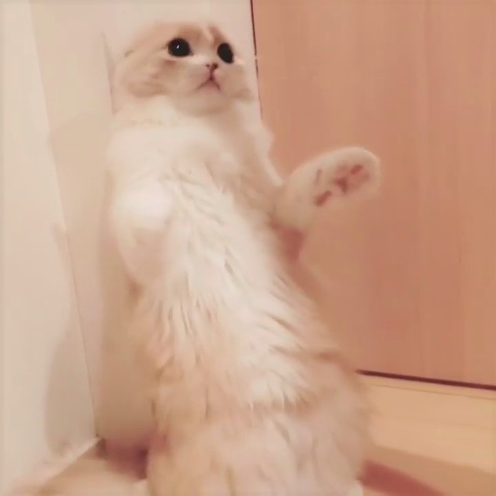 猫のチャイちゃん”仁王立ち”の特訓中！立っちで何秒バランスとれるかな～？