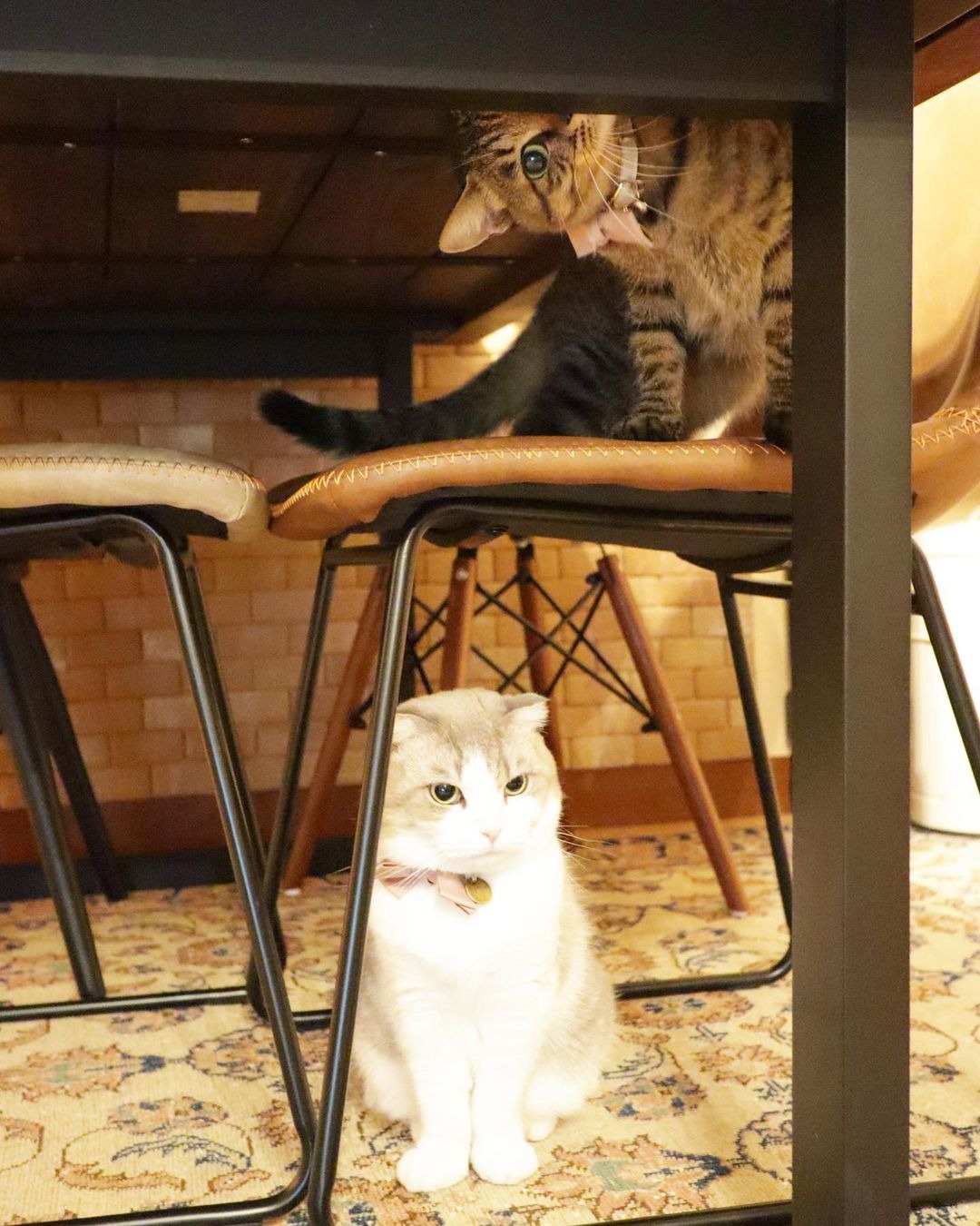 掃除機は苦手だにゃ…。テーブルの下から様子を伺っている猫ちゃんがかわいい♪