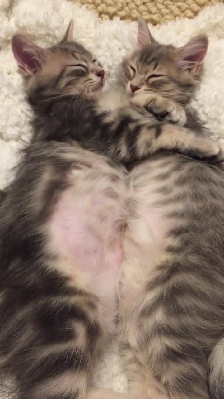くっついたピンクのお腹がハート型に…！ギュッと抱き合って眠る子猫兄妹が可愛すぎる