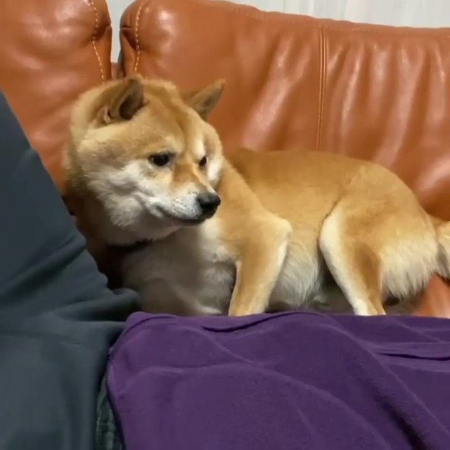 柴犬