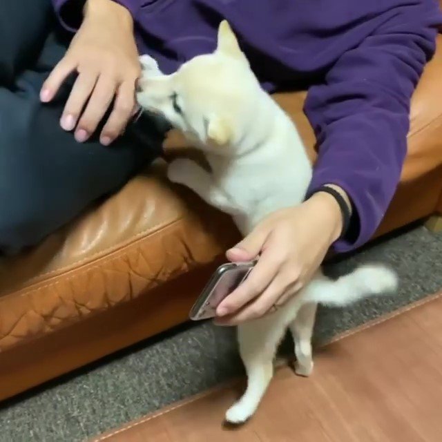 柴犬