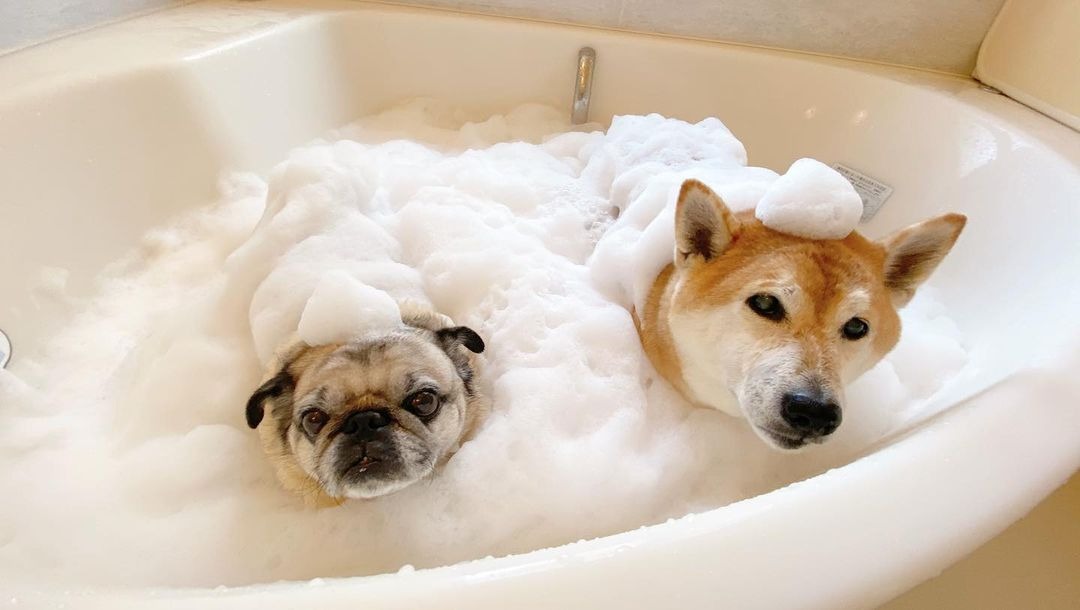 泡風呂最高～！もこもこ泡まみれの柴犬とパグの兄弟の優雅なバスタイム♪