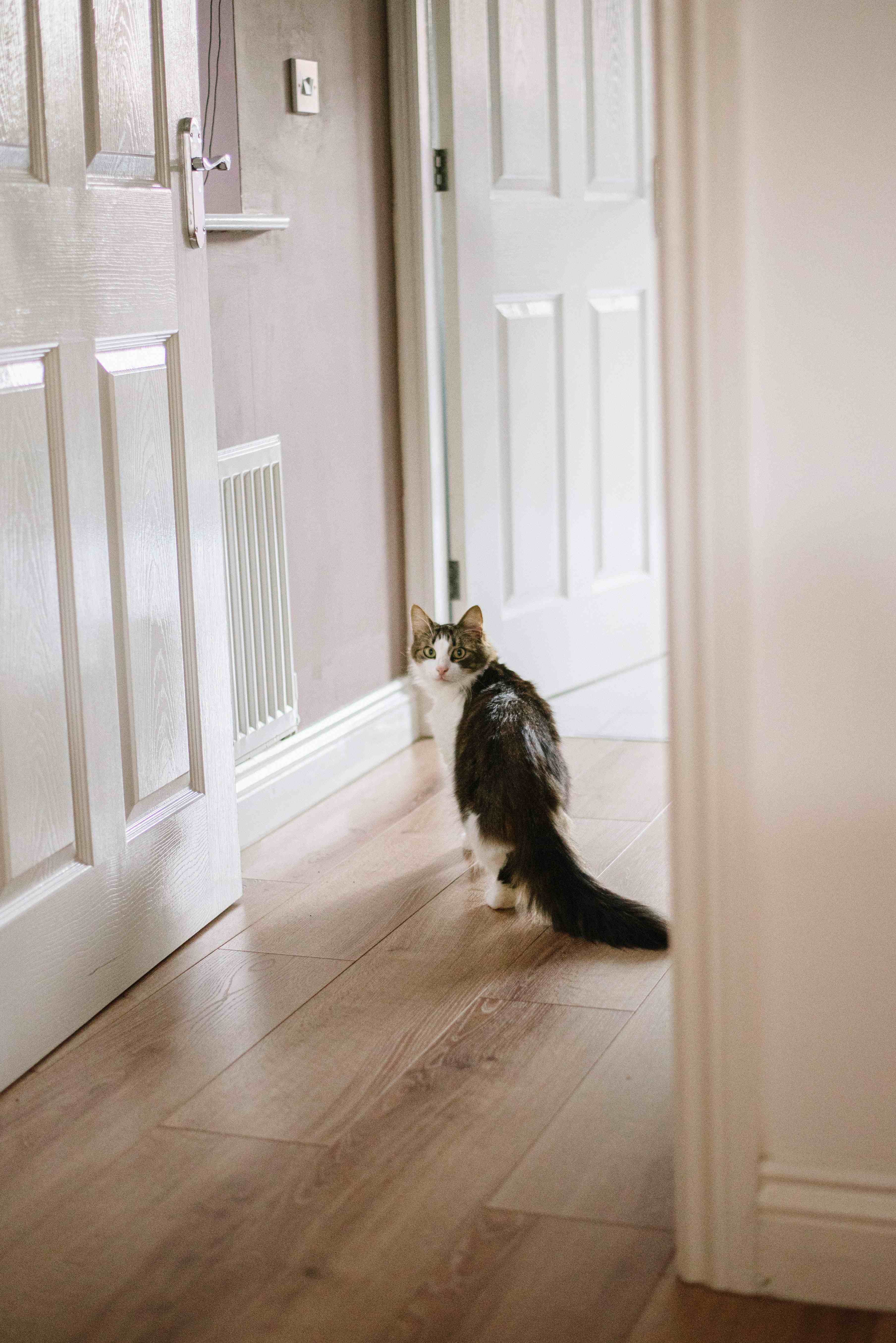 猫がトイレの前で飼い主さんを出待ちするのはなぜ？それには猫の性質が関係していた！