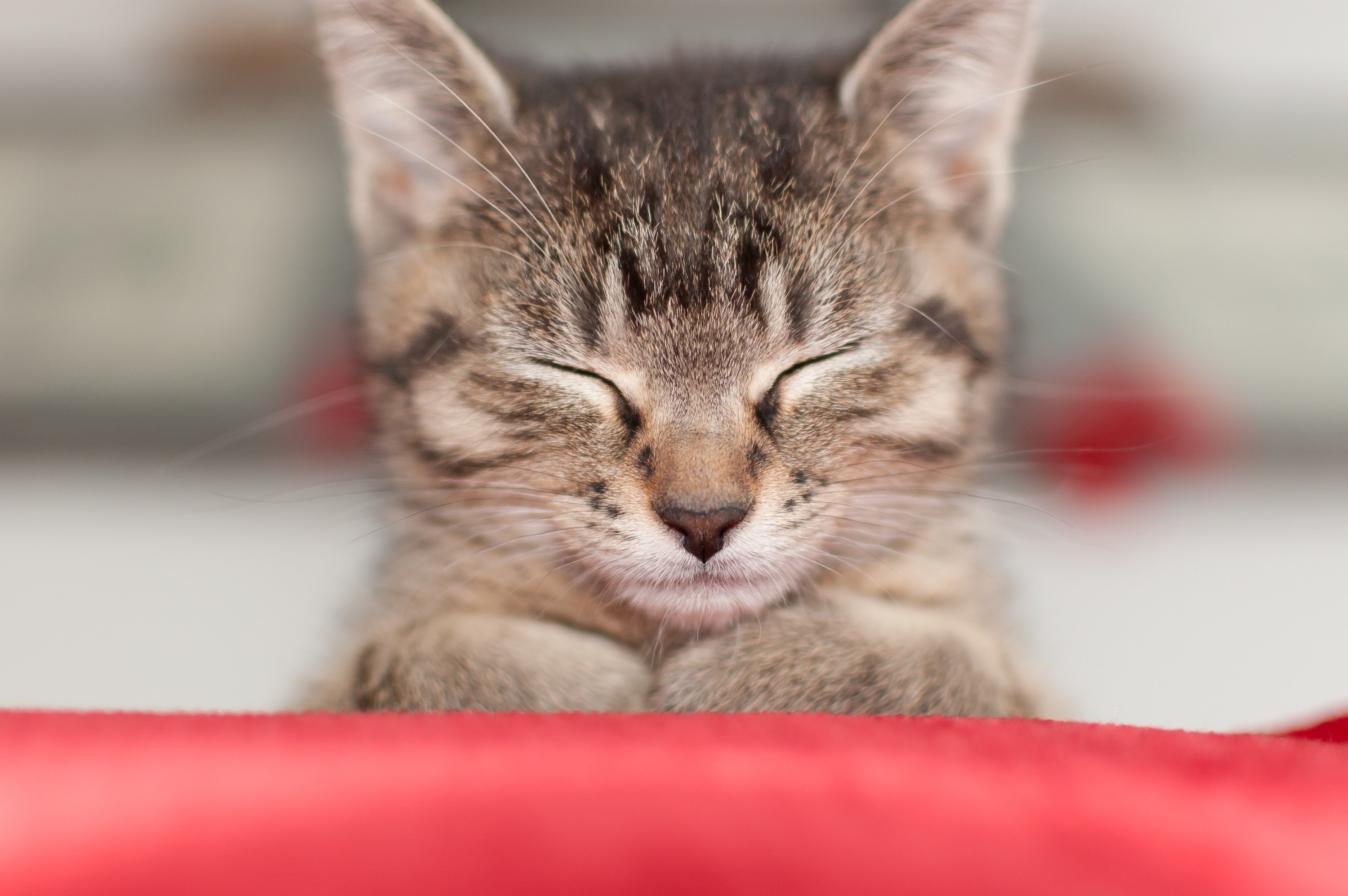 猫は扇風機の振動が好きなのはなぜ？それあのゴロゴロ音に振動が似ているからだった！