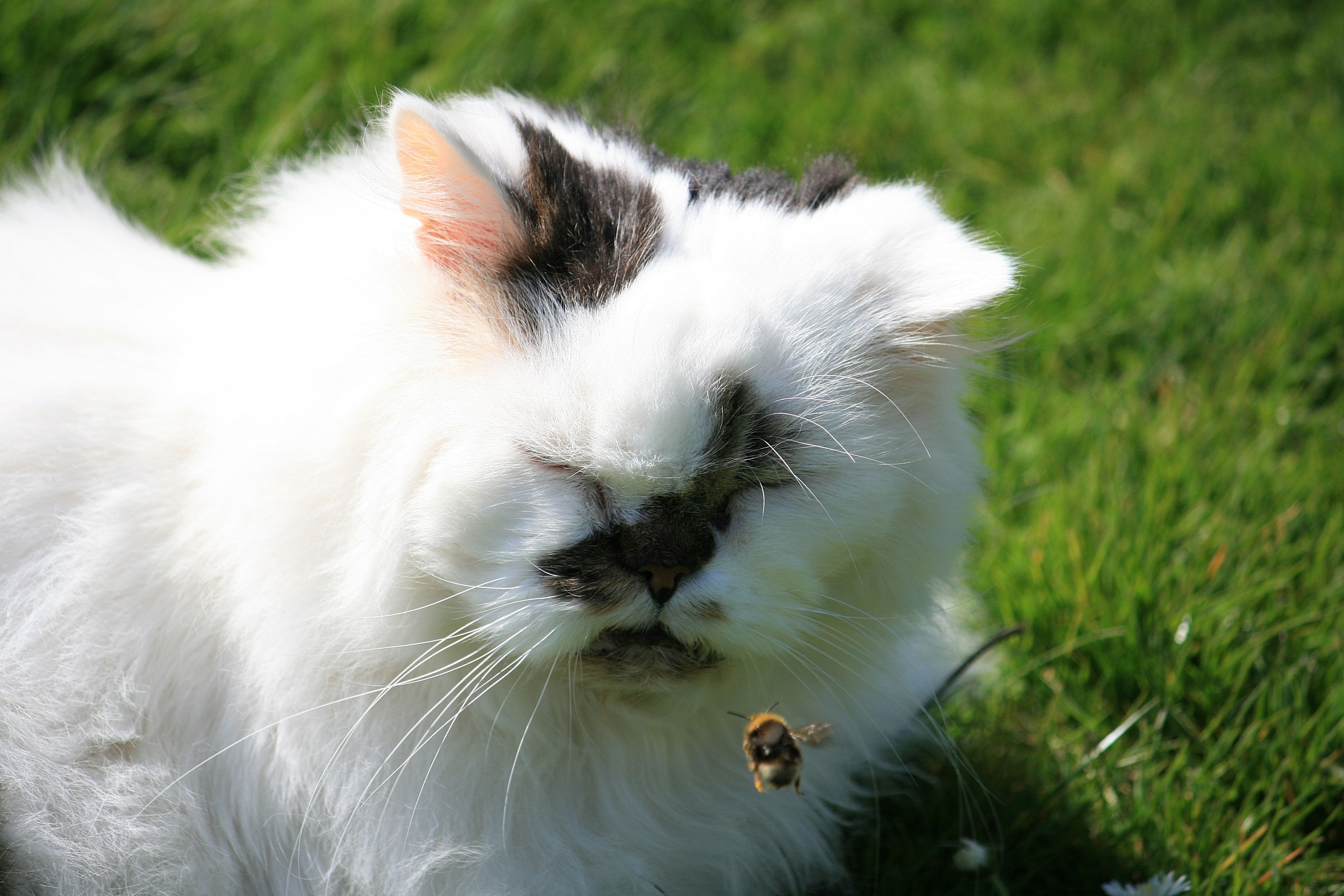 猫にも天敵となる虫が存在する⁉猫にとって危険な存在となり得る虫たちを一挙紹介！（虫の写真なし）