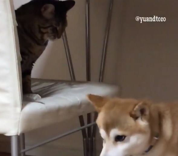 犬と猫