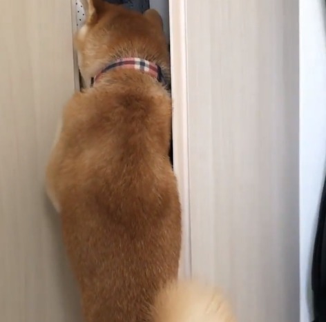 クローゼットを漁る犬