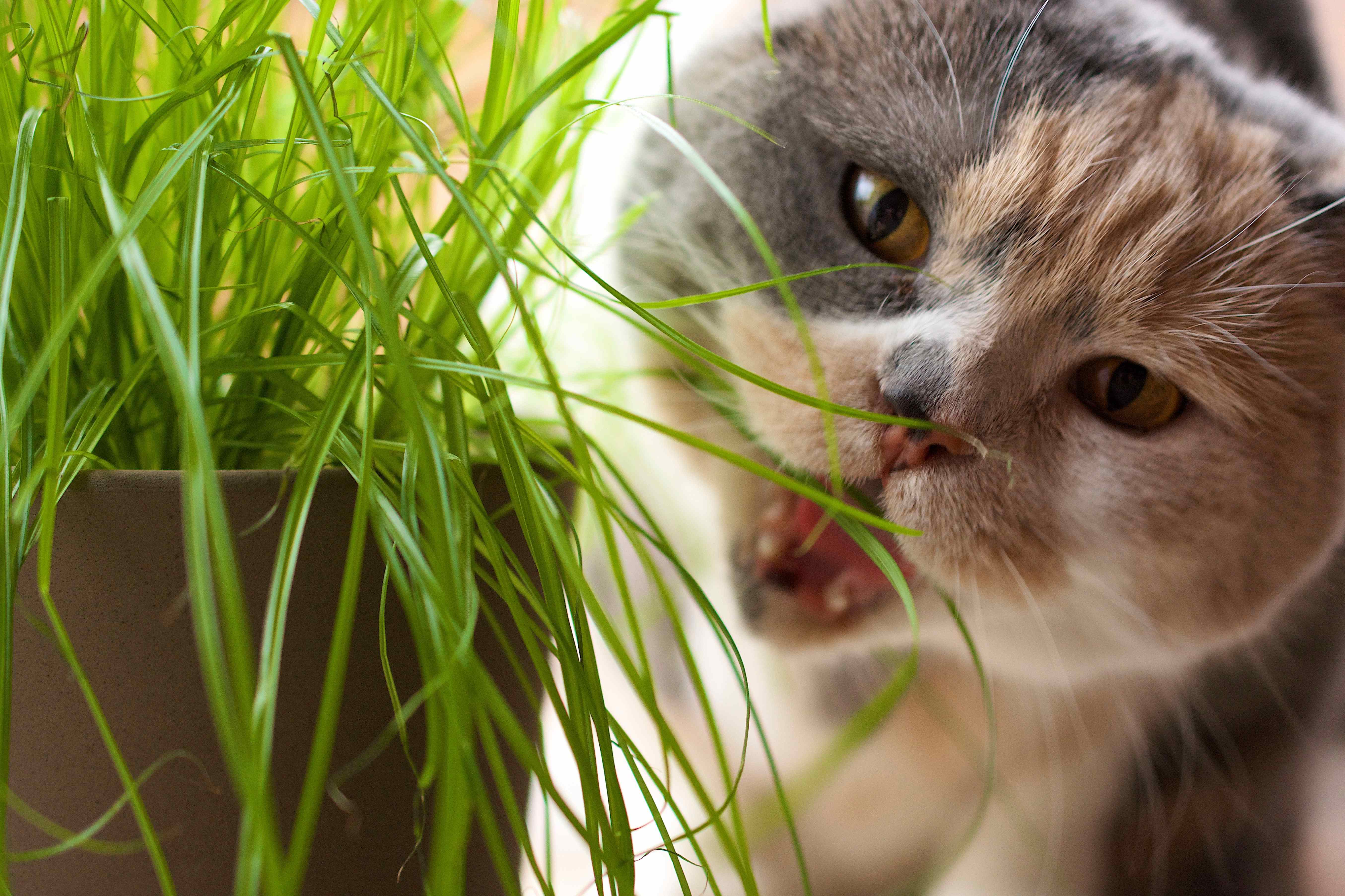 草を食べようとしている猫