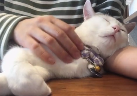 「ここが一番ね…zzZ」ママさん腕枕で眠りにつく超甘えん坊な猫のむぎちゃんが可愛すぎる！