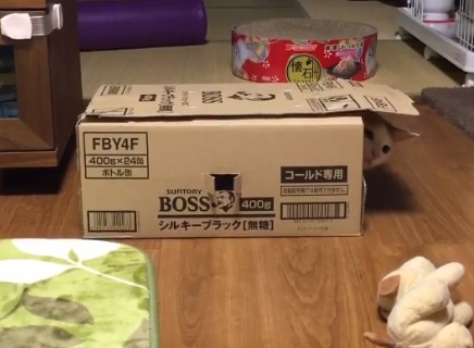 箱から顔を出してぬいぐるみを見ている猫