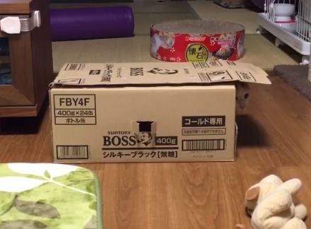 箱から顔を出してぬいぐるみを見ている猫
