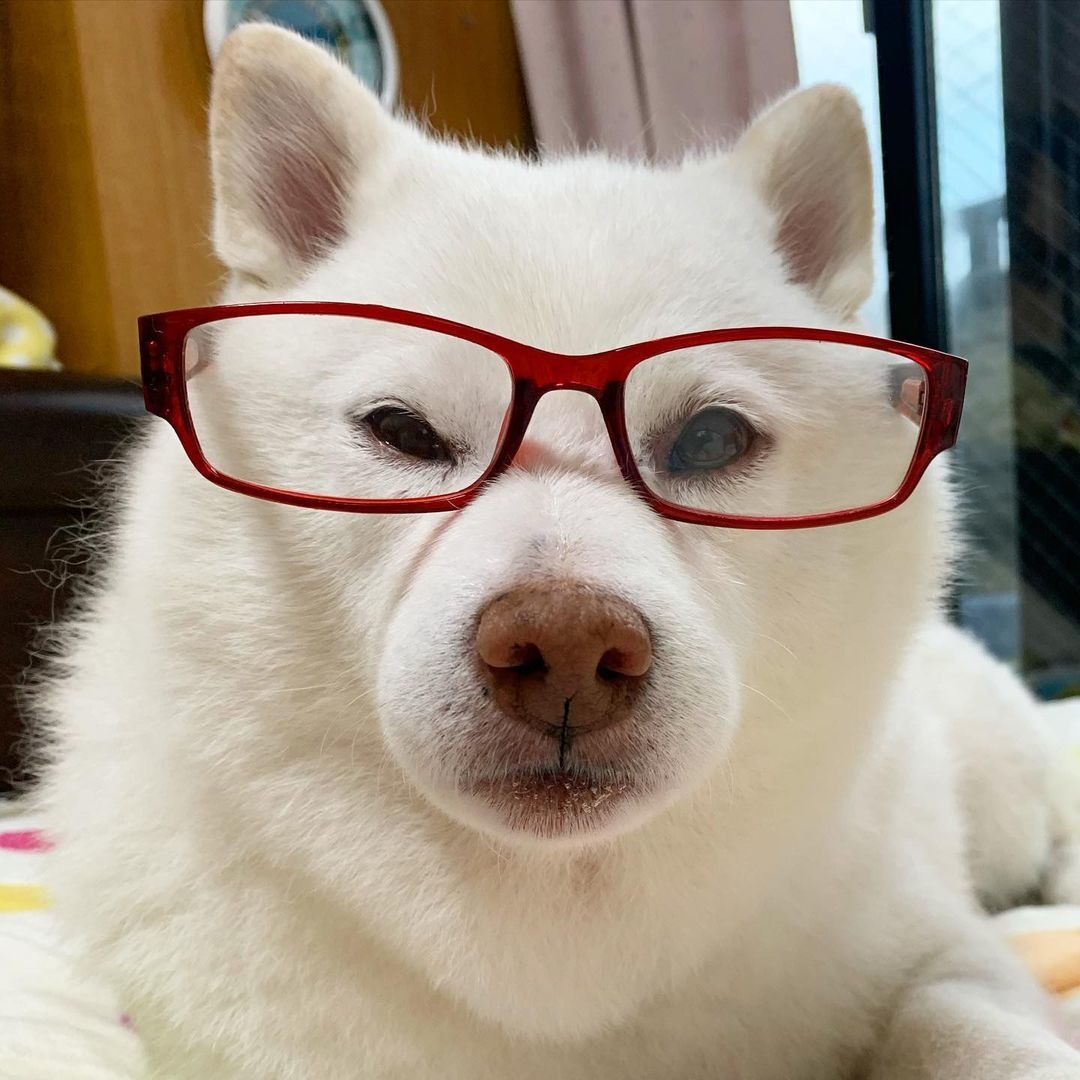 メガネをかけてお勉強モード！？赤いメガネがとってもよく似合ってる犬の奈々ちゃん