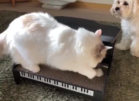 猫のみるくちゃんのピアノリサイタルへようこそ！素敵な演奏をお届けしますにゃ♪