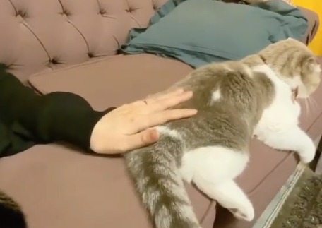猫のおしりに手を置く猫