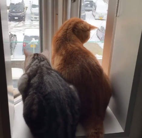 窓の外を眺める2匹の猫