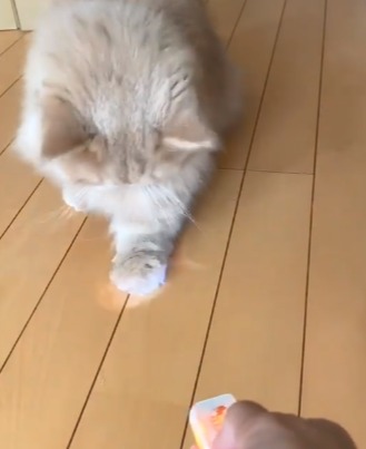 レーザーポインターで遊ぶ猫