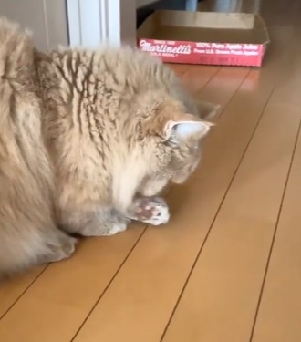 手を舐める猫