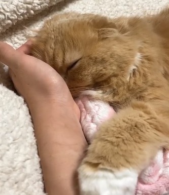飼い主の腕で寝る猫