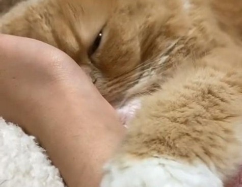 ママさんの腕枕でスローふみふみをする猫のすずちゃん。うっとり顔に癒される～