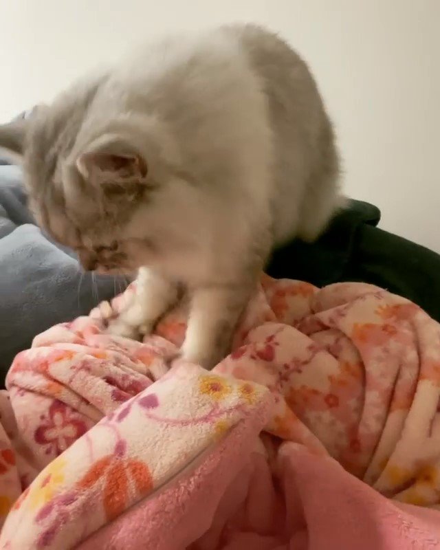 あっちもフミフミ、こっちもフミフミ…。猫のねるちゃんの1番のお気に入り毛布はどれ??