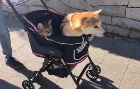 散歩している犬と猫