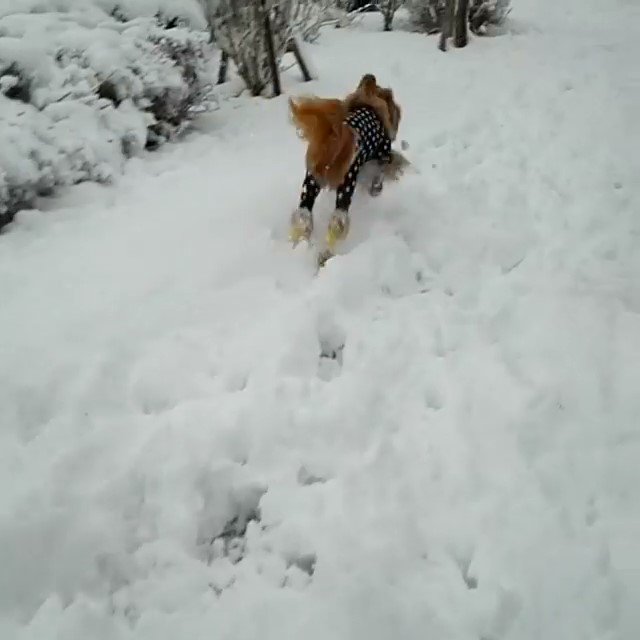 雪の中を走るオーストラリアンラブラドゥードル