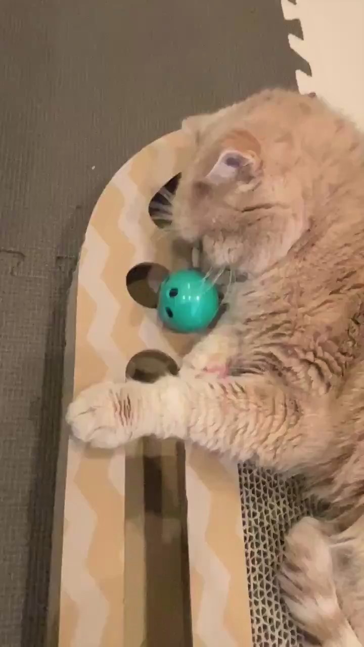 猫　おもちゃ