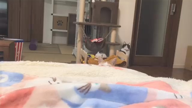 猫　確認