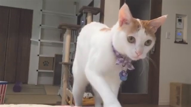 猫　確認