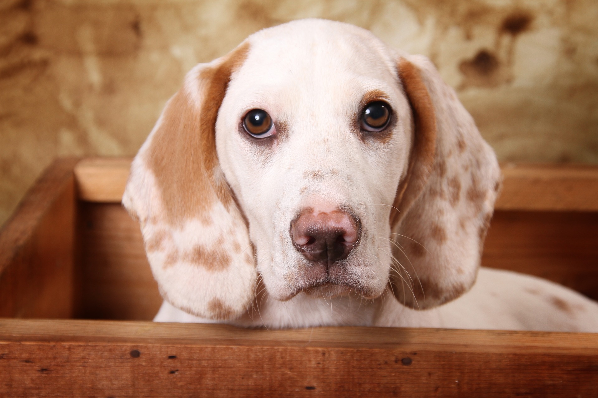 目につかないところの方が犬も安心できる！犬のトイレの目隠し方法を紹介
