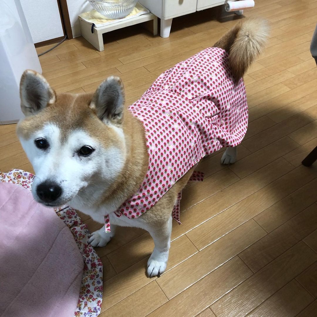 洋服を着た柴犬