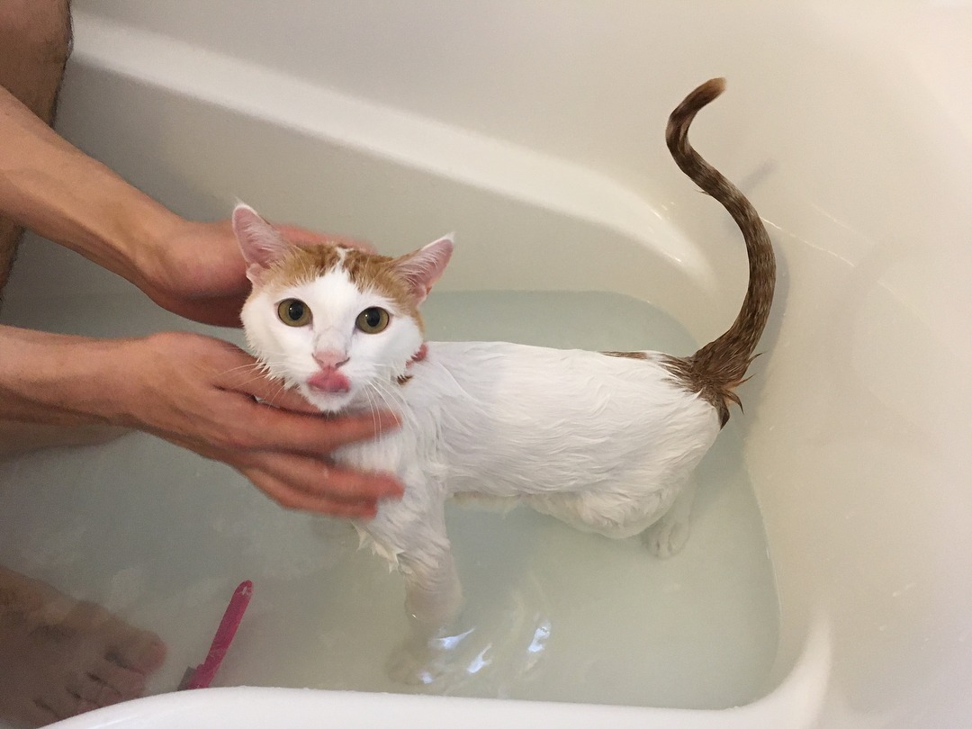 年に一度の大イベント！！至れり尽くせりのお風呂を堪能する猫のむぎちゃん