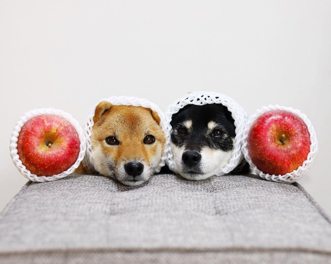 りんごになってみた！果物ネットを頭にかぶった柴犬シスターズが可愛すぎて究極の癒し！