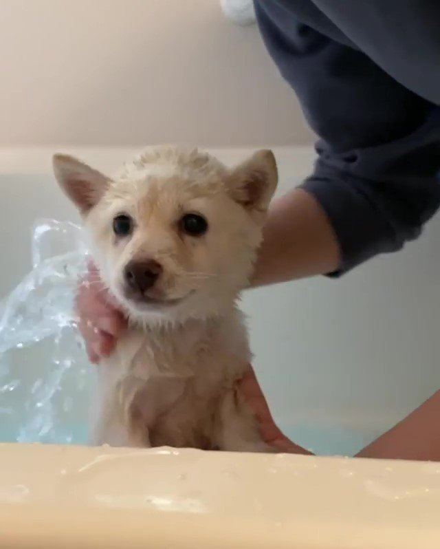 初めてのお風呂に神妙な面持ちの柴犬の子犬ちゃん。でも最後のドライヤーにはキレまくり！