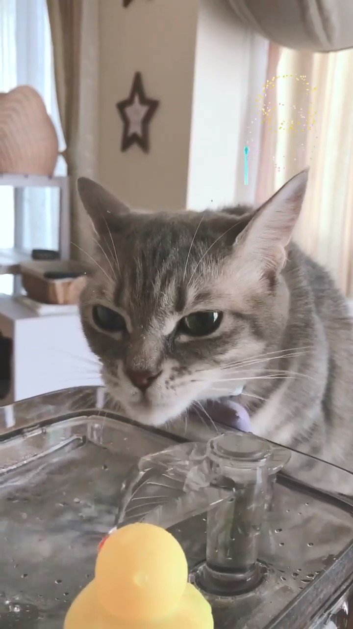 冷たくっておいちー!!お顔をビチョビチョにしながらお水を飲む猫くんが面白可愛い