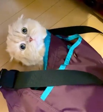 バッグの中に入っている猫