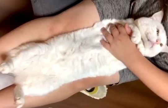 飼い主の膝の上で寝ている白猫