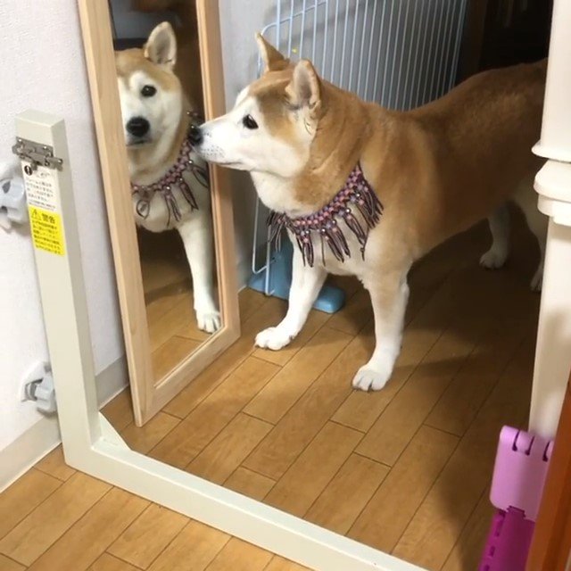 「この可愛いコだぁれ??」鏡に映る自分の姿が不思議そうな柴犬ちゃん